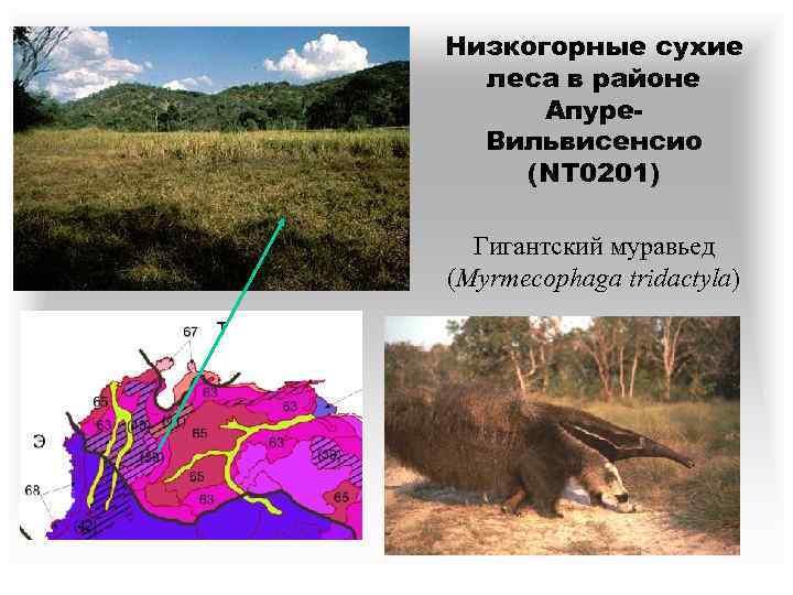 Низкогорные сухие леса в районе Апуре. Вильвисенсио (NT 0201) Гигантский муравьед (Myrmecophaga tridactyla) 