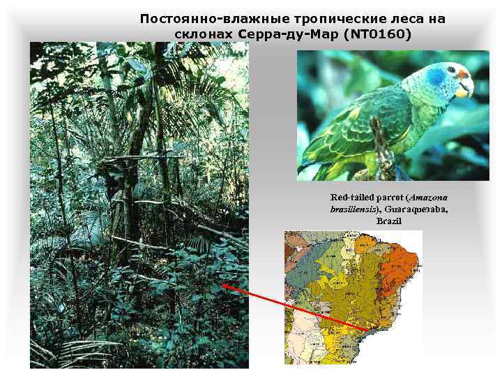 Постоянно-влажные тропические леса на склонах Серра-ду-Мар (NT 0160) Red-tailed parrot (Amazona brasiliensis), Guaraqueзaba, Brazil