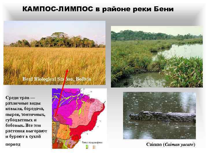 КАМПОС-ЛИМПОС в районе реки Бени Beni Biological Station, Bolivia Среди трав — различные виды