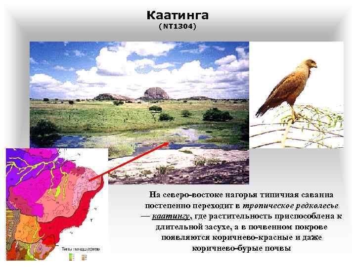 Каатинга (NT 1304) На северо-востоке нагорья типичная саванна постепенно переходит в тропическое редколесье —