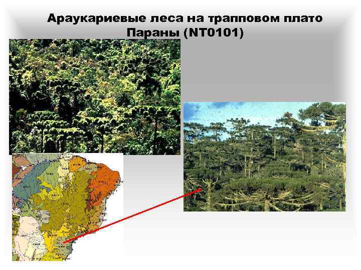 Араукариевые леса на трапповом плато Параны (NT 0101) 