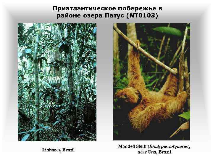 Приатлантическое побережье в районе озера Патус (NT 0103) Linhares, Brazil Manded Sloth (Bradypus torquatus),
