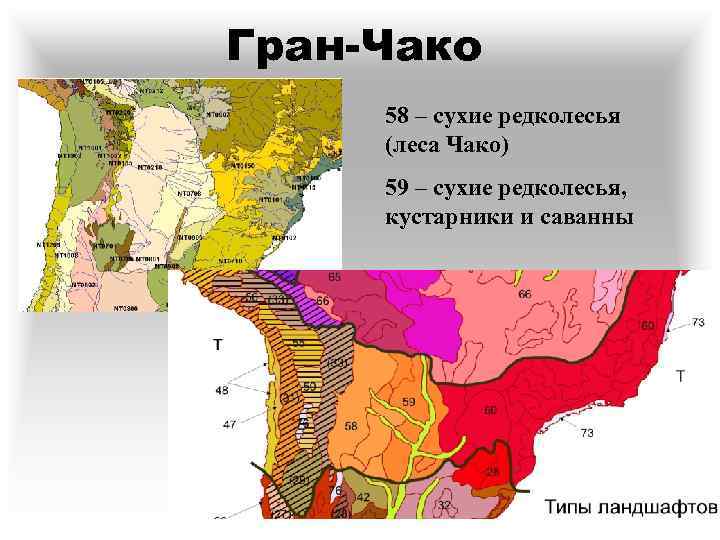 Гран-Чако 58 – сухие редколесья (леса Чако) 59 – сухие редколесья, кустарники и саванны