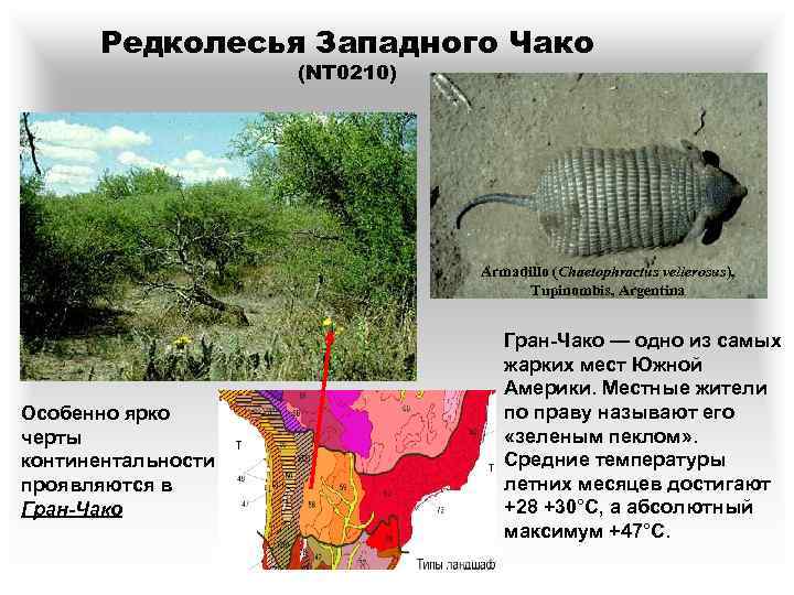 Редколесья Западного Чако (NT 0210) Armadillo (Chaetophractus vellerosus), Tupinombis, Argentina Особенно ярко черты континентальности