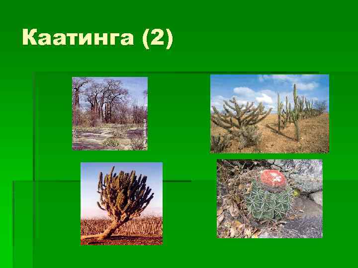 Каатинга (2) 