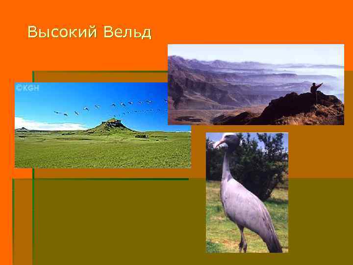 Высокий Вельд 