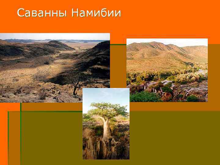 Саванны Намибии 