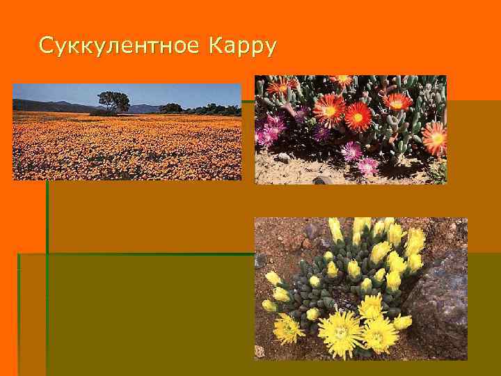 Суккулентное Карру 
