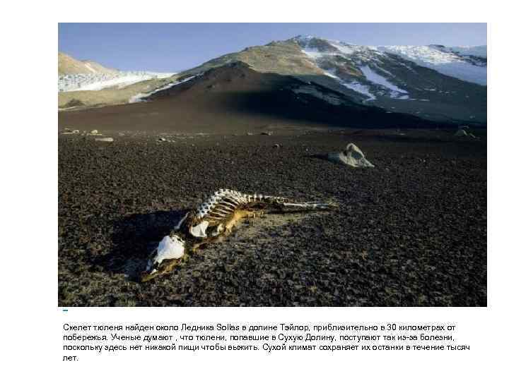  Скелет тюленя найден около Ледника Sollas в долине Тэйлор, приблизительно в 30 километрах