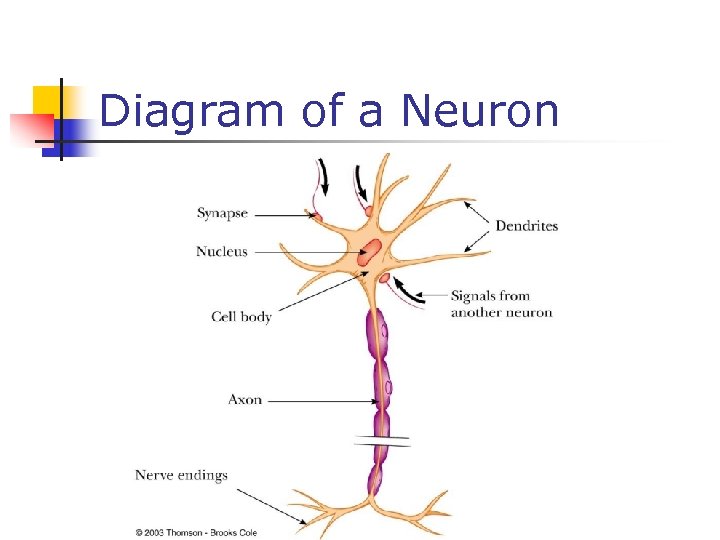 Diagram of a Neuron 