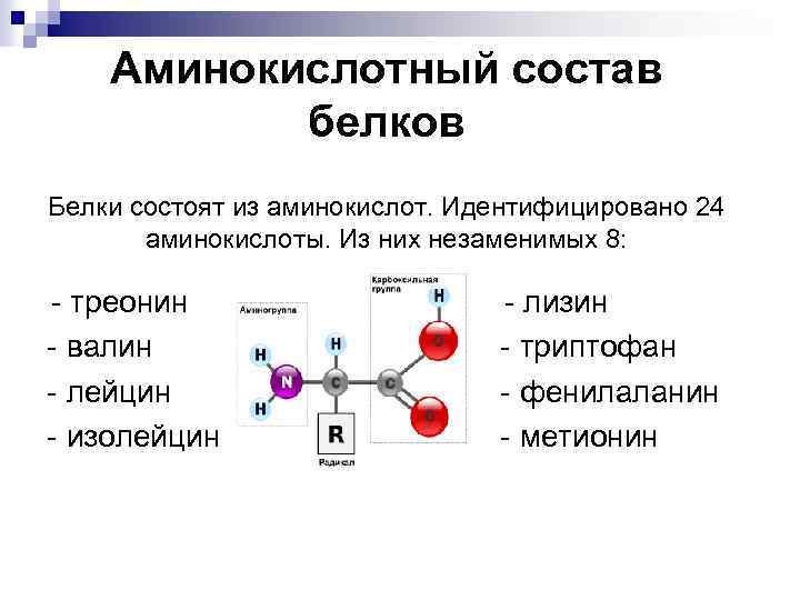 Из аминокислот состоят