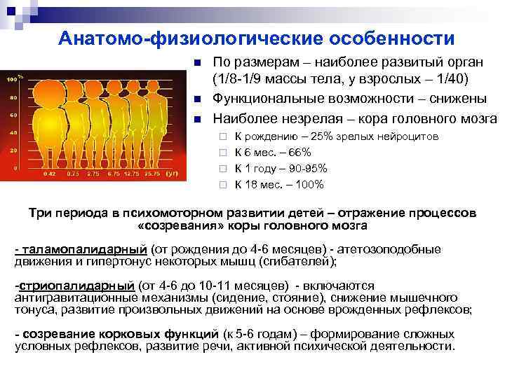 Анатомо-физиологические особенности n n n По размерам – наиболее развитый орган (1/8 -1/9 массы