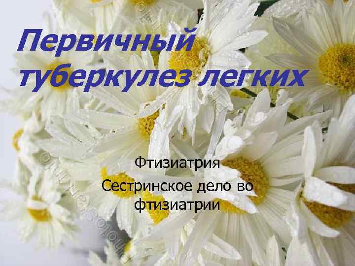 Первичный туберкулез легких Фтизиатрия Сестринское дело во фтизиатрии 