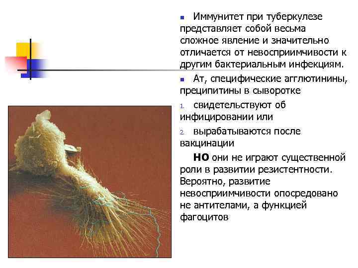  Иммунитет при туберкулезе представляет собой весьма сложное явление и значительно отличается от невосприимчивости