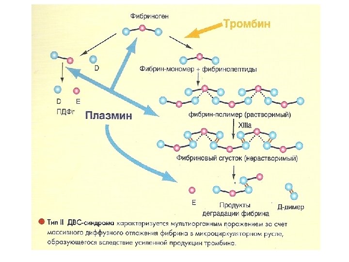 Свертывающая система крови схема