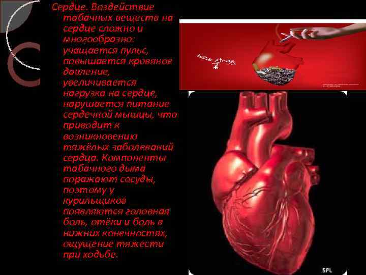 Сердце. Воздействие табачных веществ на сердце сложно и многообразно: учащается пульс, повышается кровяное давление,