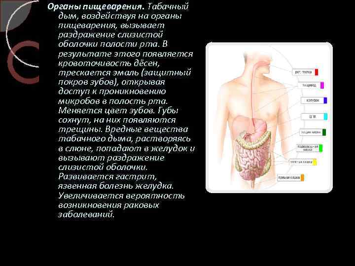 Органы пищеварения. Табачный дым, воздействуя на органы пищеварения, вызывает раздражение слизистой оболочки полости рта.