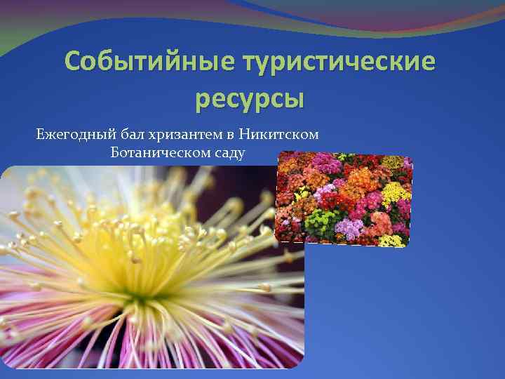 Событийные туристические ресурсы Ежегодный бал хризантем в Никитском Ботаническом саду 