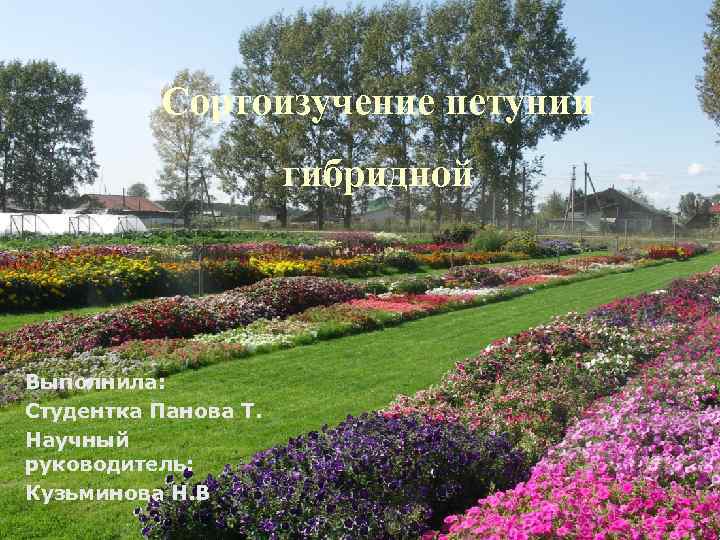Сортоизучение петунии гибридной Выполнила: Студентка Панова Т. Научный руководитель: Кузьминова Н. В. 
