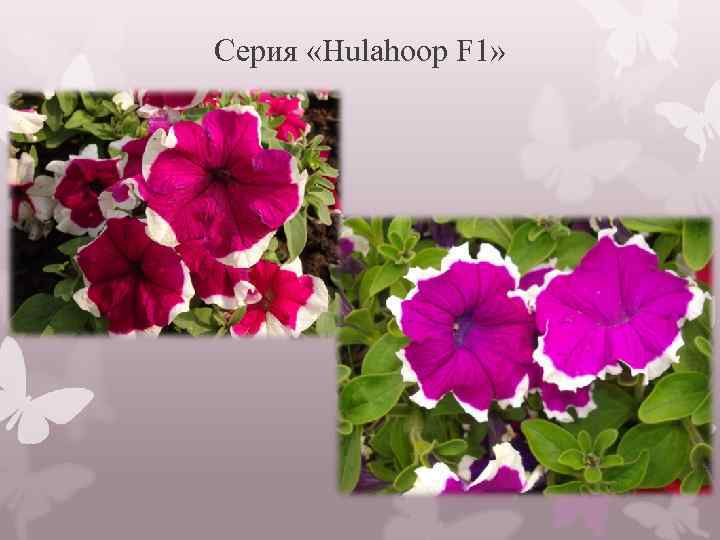 Серия «Hulahoop F 1» 