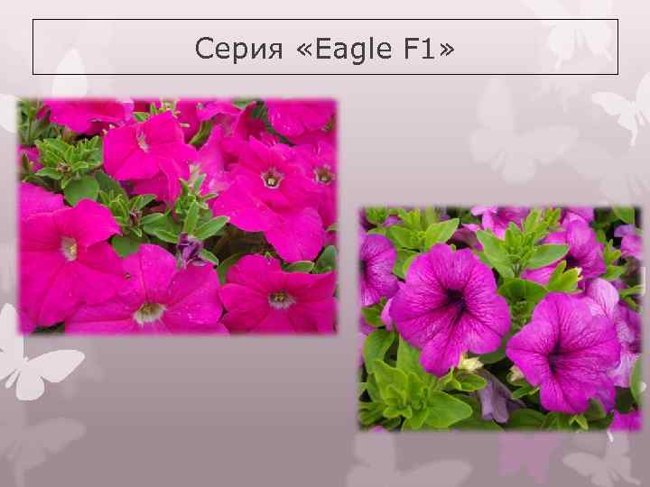 Серия «Eagle F 1» 