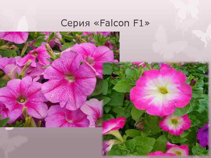 Серия «Falcon F 1» 