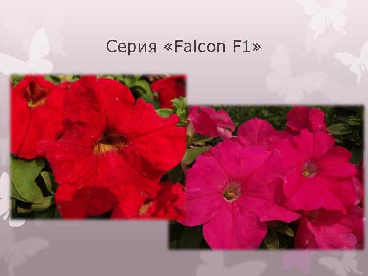 Серия «Falcon F 1» 