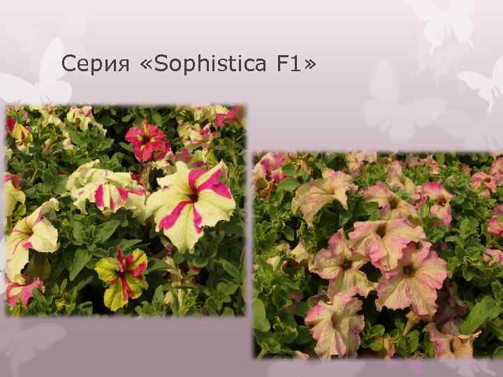 Серия «Sophistica F 1» 