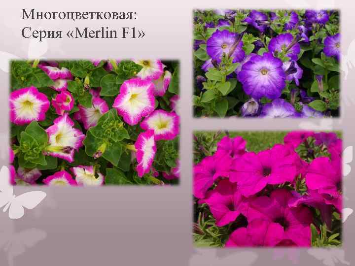 Многоцветковая: Серия «Merlin F 1» 