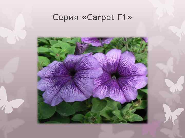 Серия «Carpet F 1» 