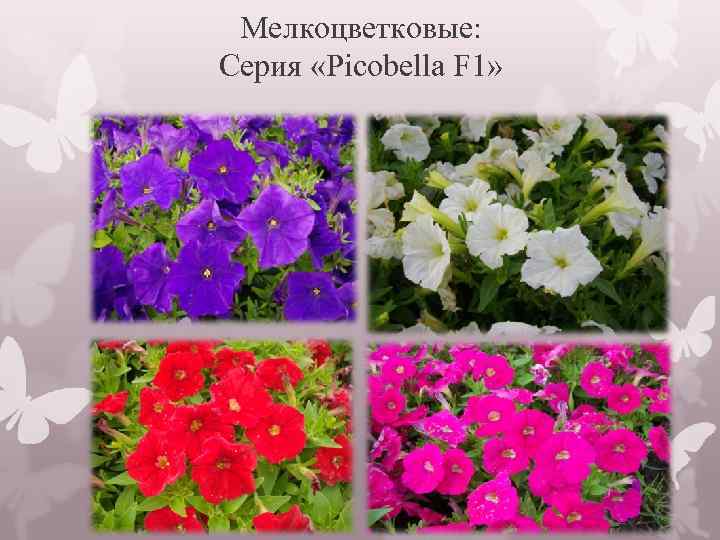 Мелкоцветковые: Серия «Picobella F 1» 