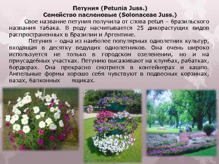 Петуния (Petunia Juss. ) Семейство пасленовые (Solonaceae Juss. ) Свое название петуния получила от