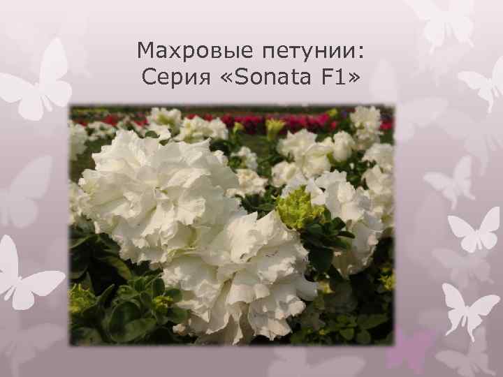 Махровые петунии: Серия «Sonata F 1» 