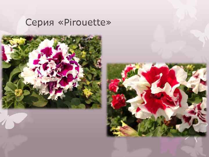 Серия «Pirouette» 