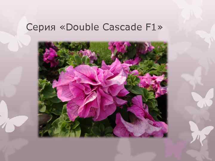 Серия «Double Cascade F 1» 