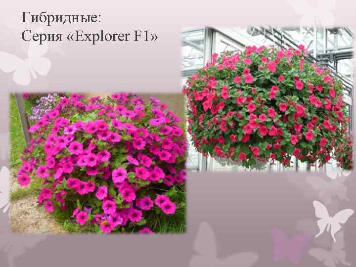 Гибридные: Серия «Explorer F 1» 