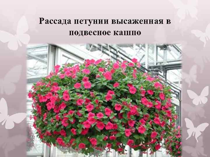 Рассада петунии высаженная в подвесное кашпо 