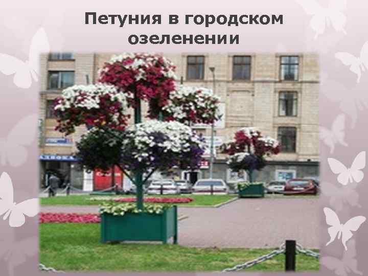 Петуния в городском озеленении 