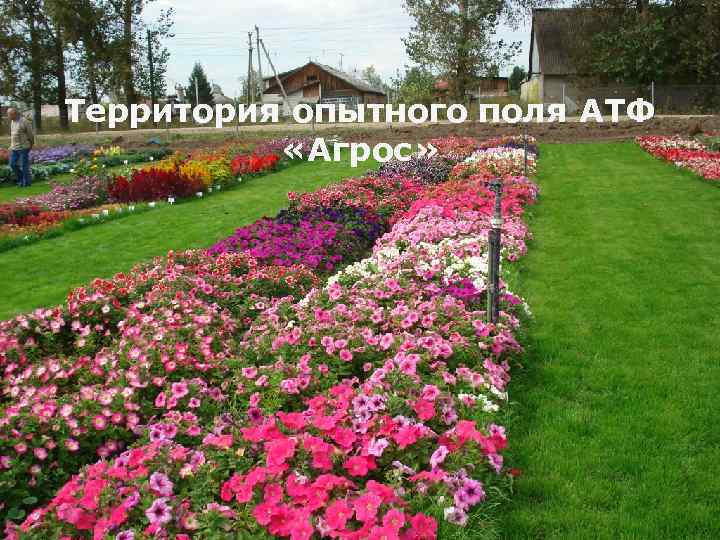 Территория опытного поля АТФ «Агрос» 