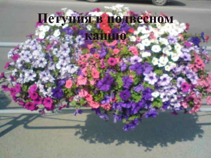 Петуния в подвесном кашпо 