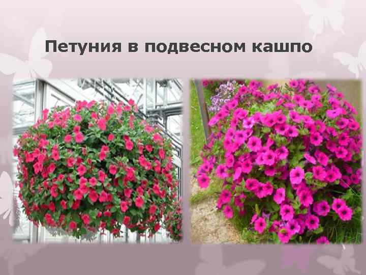 Петуния в подвесном кашпо 