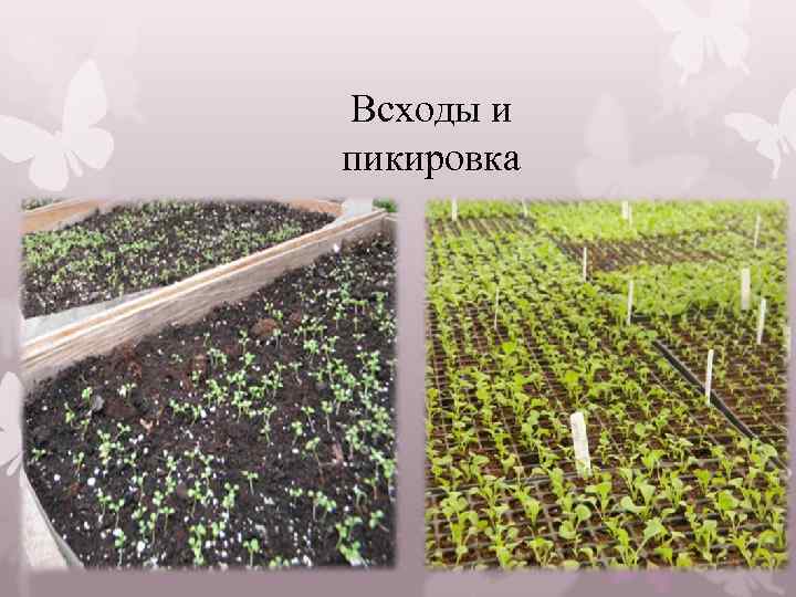 Всходы и пикировка 