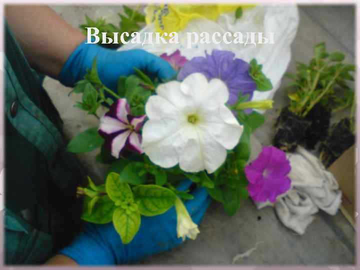 Высадка рассады 