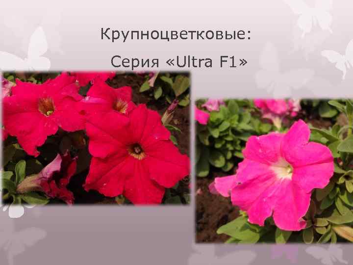 Крупноцветковые: Серия «Ultra F 1» 