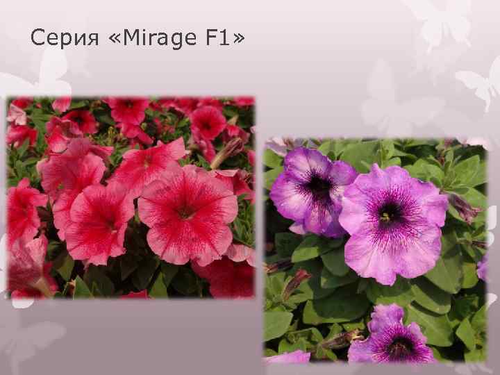 Серия «Mirage F 1» 