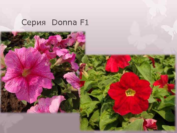 Серия Donna F 1 