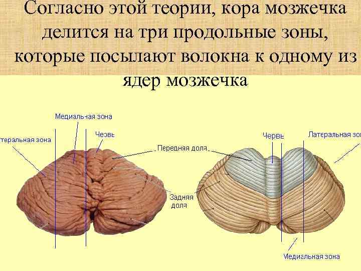Согласно этой теории, кора мозжечка делится на три продольные зоны, которые посылают волокна к