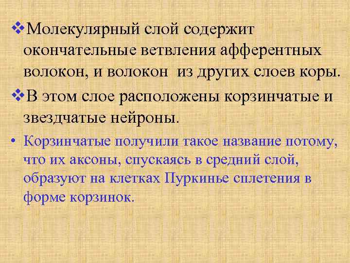 v. Молекулярный слой содержит окончательные ветвления афферентных волокон, и волокон из других слоев коры.