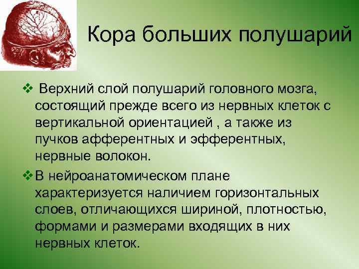 Кора больших полушарий v Верхний слой полушарий головного мозга, состоящий прежде всего из нервных