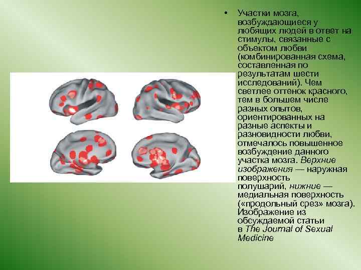  • Участки мозга, возбуждающиеся у любящих людей в ответ на стимулы, связанные с